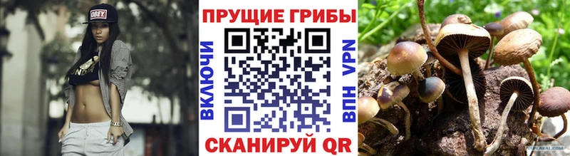 где купить наркоту  Энем  Псилоцибиновые грибы Cubensis 